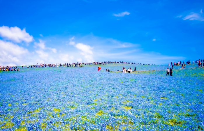 ひたちなか市 国営ひたち海浜公園