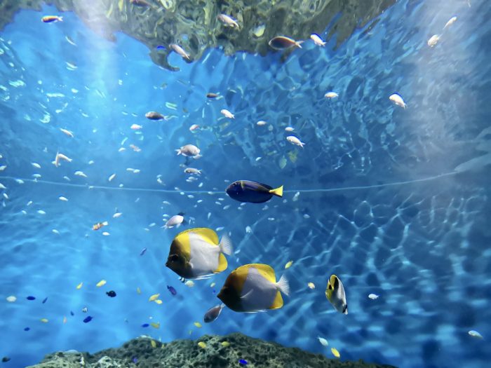 アクアワールド茨城県大洗水族館