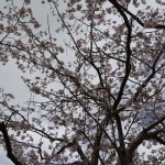 @桜　IMG_5586