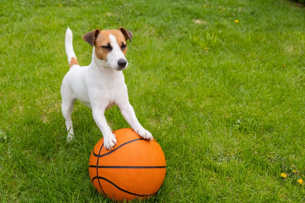 庭で遊ぶ犬